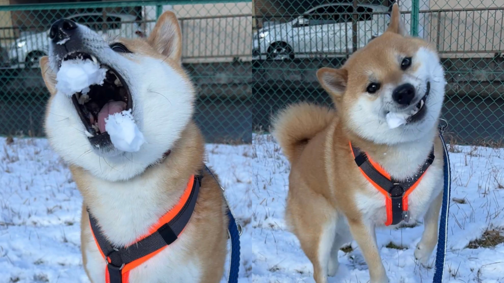飼主在下雪天帶著家中柴柴出門散步，途中兩人突然開啟了打雪仗模式，沒想到狗狗卻不按牌理出牌，直接「一口一雪球」完封。（圖／取自X@fufufufufu_ta）