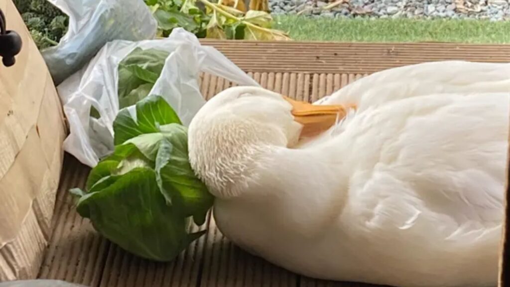 ▲白鴨阿皮把「高麗菜當枕頭」，在門口享受著日光浴，超舒適的模樣也讓牠瞬間爆紅。（圖／取自@aotoudai）