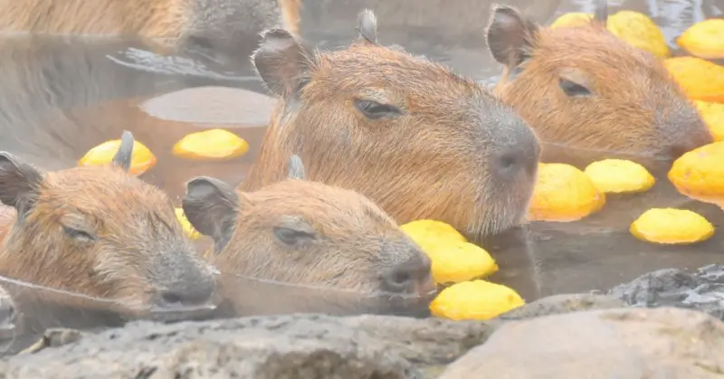 ▲水豚君喜愛泡溫泉的形象,已經深植於民眾心中。(圖/取自X@capybarabath)