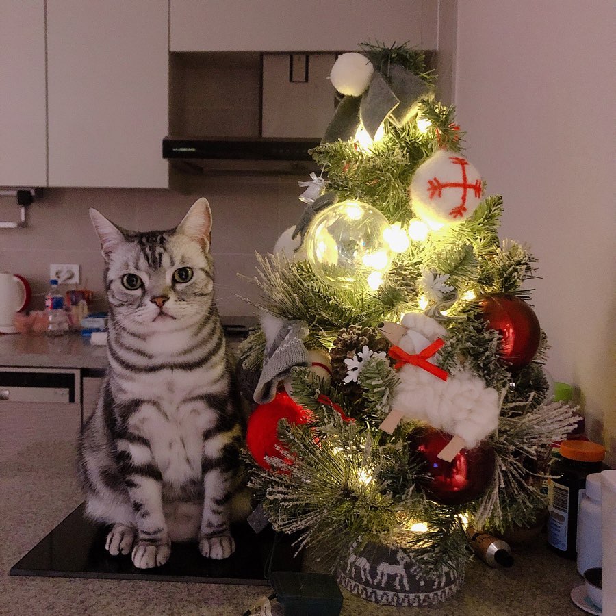 有貓貓的聖誕節最幸福（圖／IG@imhyoseop）