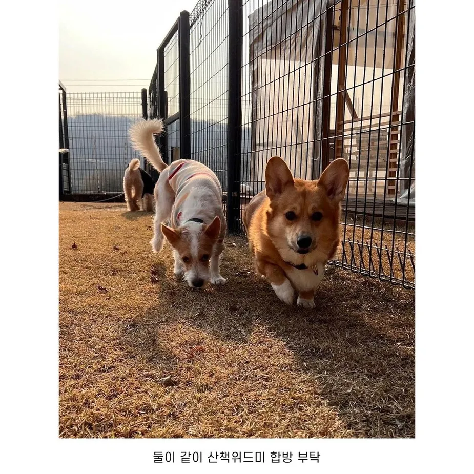 網友上傳了兩隻狗狗一起玩的照片（圖／IG@ldh_sky）