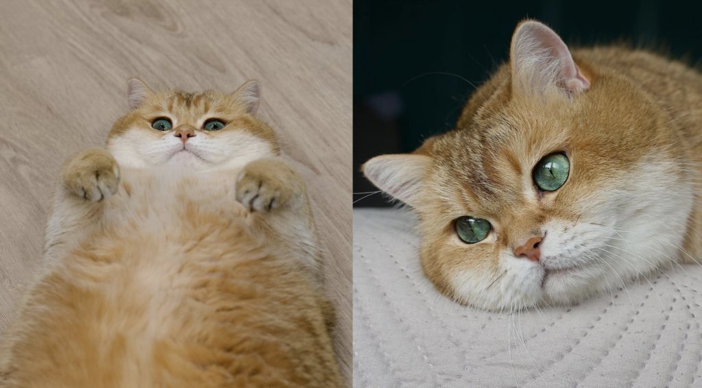 阿嬤養大的奶油厚片貓（圖／IG@hosico_cat）