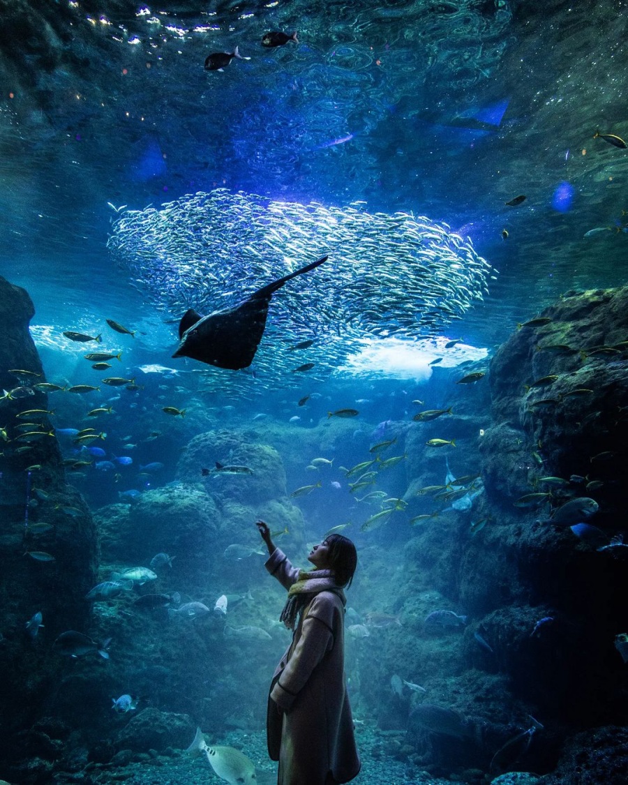 ▲新江之島水族館「水母幻想廳」裏，則展示着各式各樣的水母，這些美麗的水母，更是喜歡旅遊記錄者最佳的拍攝打卡景點。(圖/文 高祥提供)