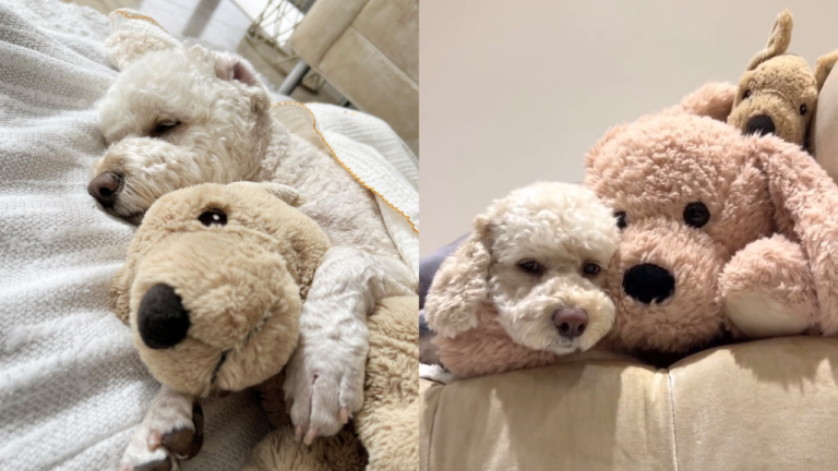 韓國狗狗與IKEA玩偶100%相似（圖／IG@litchi_191125）