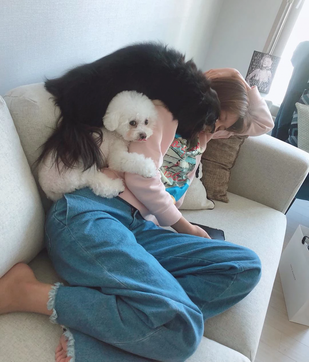 秀英和狗狗們的日常（圖／IG@jstar_allallj）