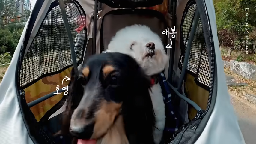 淏英和愛鳳一起上節目啦！（圖／IG@YouTube）