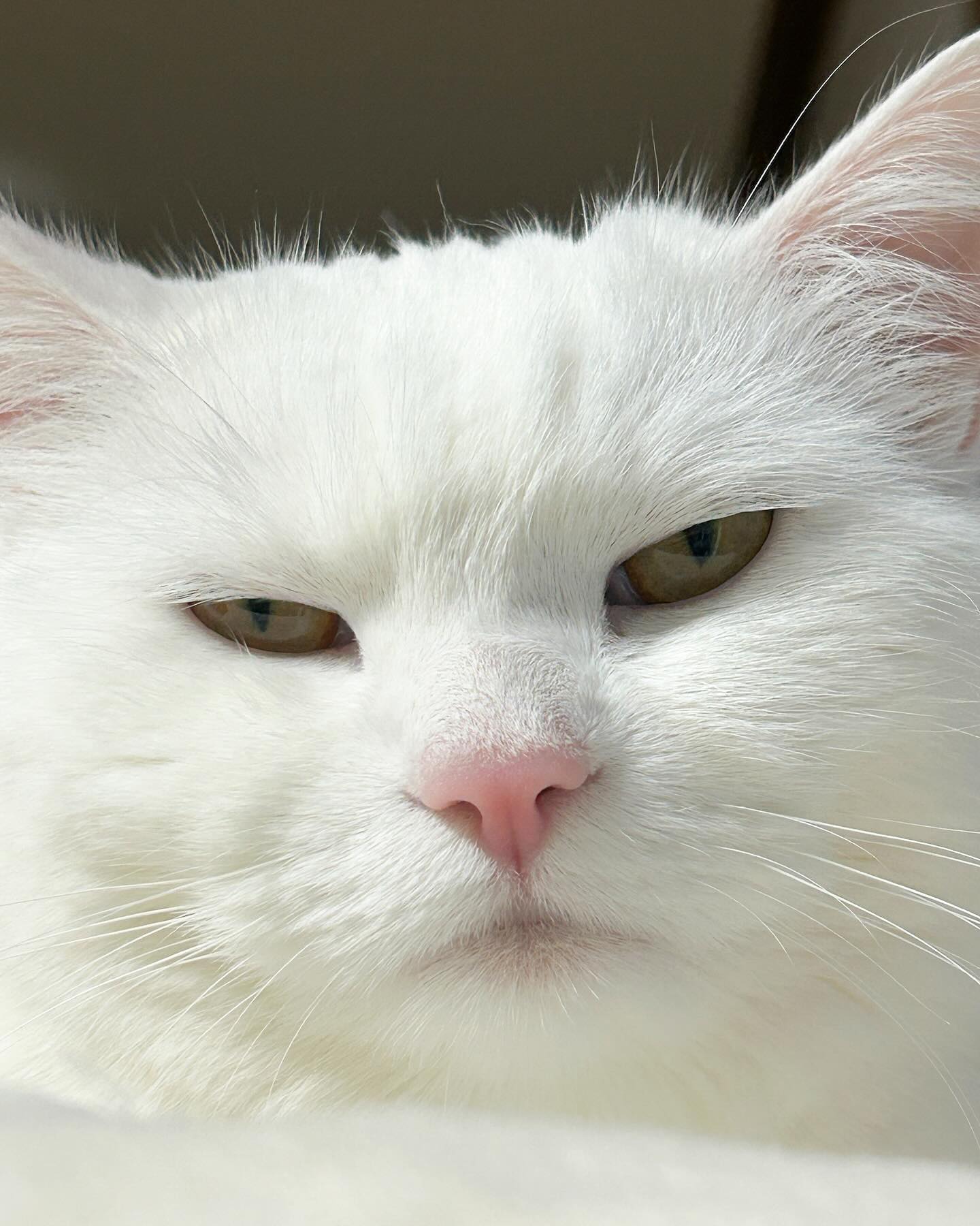 再看要收錢喔（圖／IG@pepper_udon）