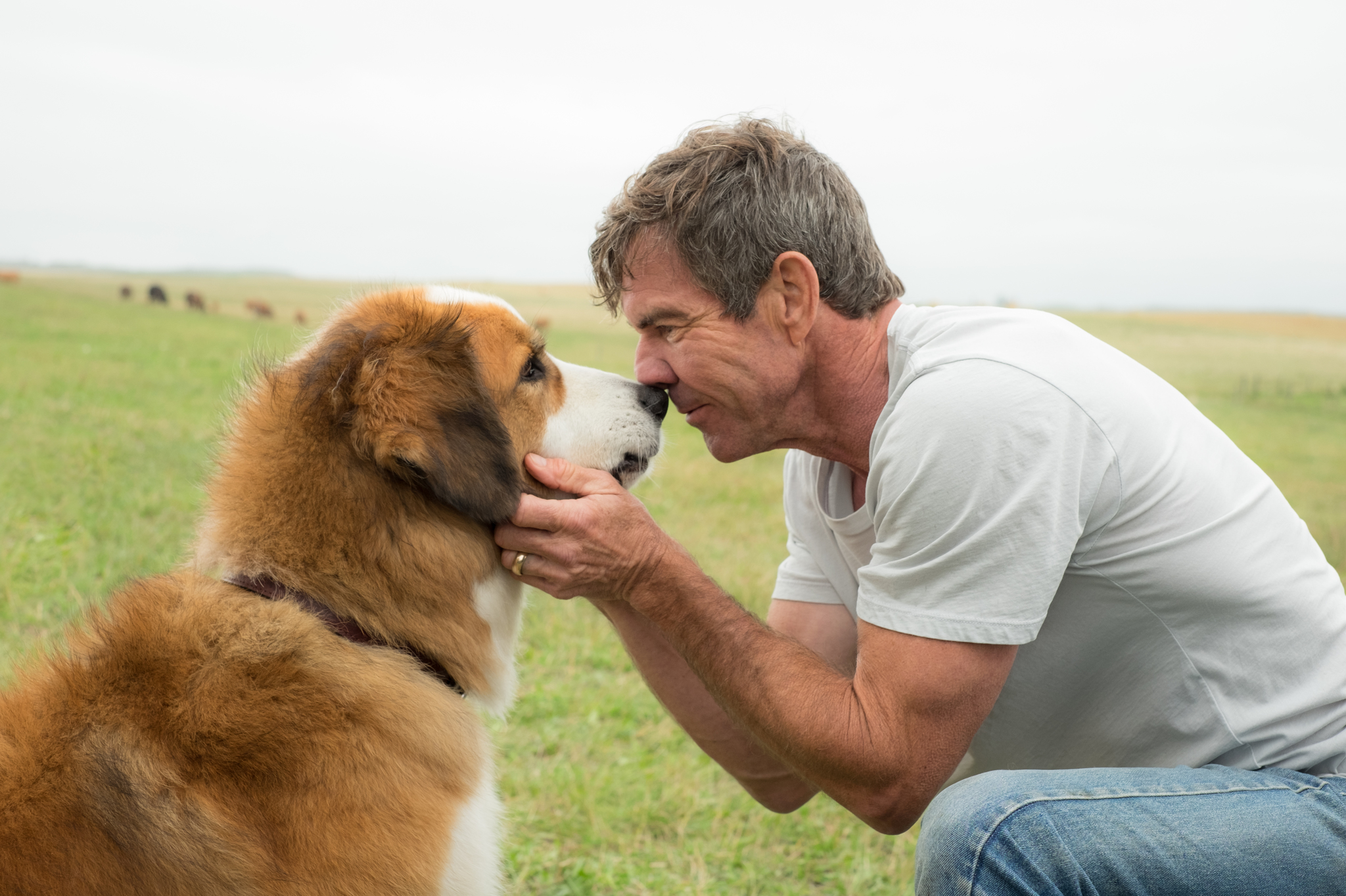 《為了與你相遇》A Dog's Purpose。（圖片來源：IMDb）