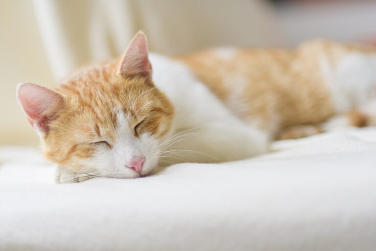 聽「貓咪紓壓音樂」不只幫貓帶來好心情，連人類也跟著更好入睡。（圖片來源：pxhere）