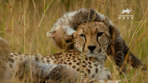 草原上的獵豹媽媽除了是凶狠的掠食者，同時也需要扶育一窩的幼豹們。（圖片來源：Warner Bros. Discovery 提供）