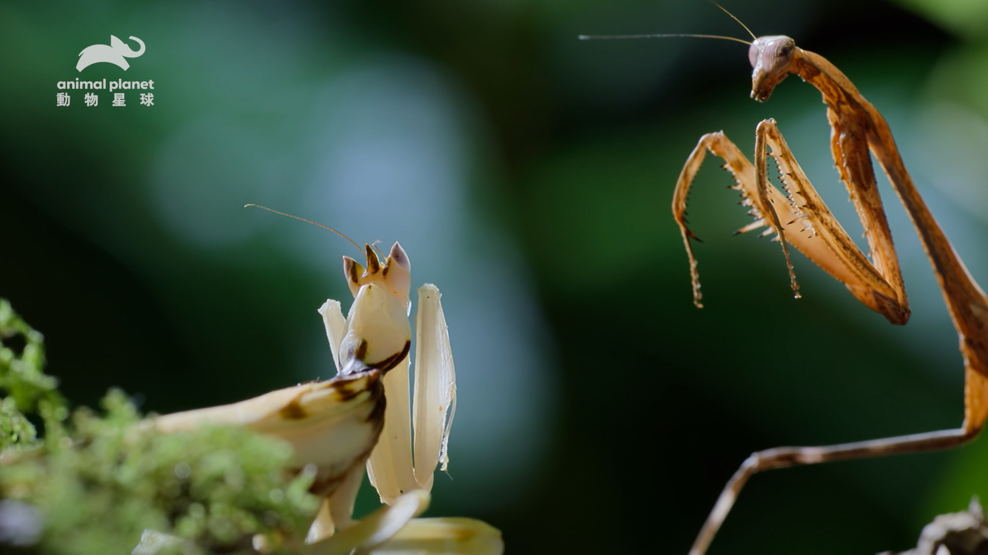 懷孕中的孔雀螳螂必須與其他同類競爭，才能搶到霸佔糧食天堂、儲備能量。（圖片來源：Warner Bros. Discovery 提供）