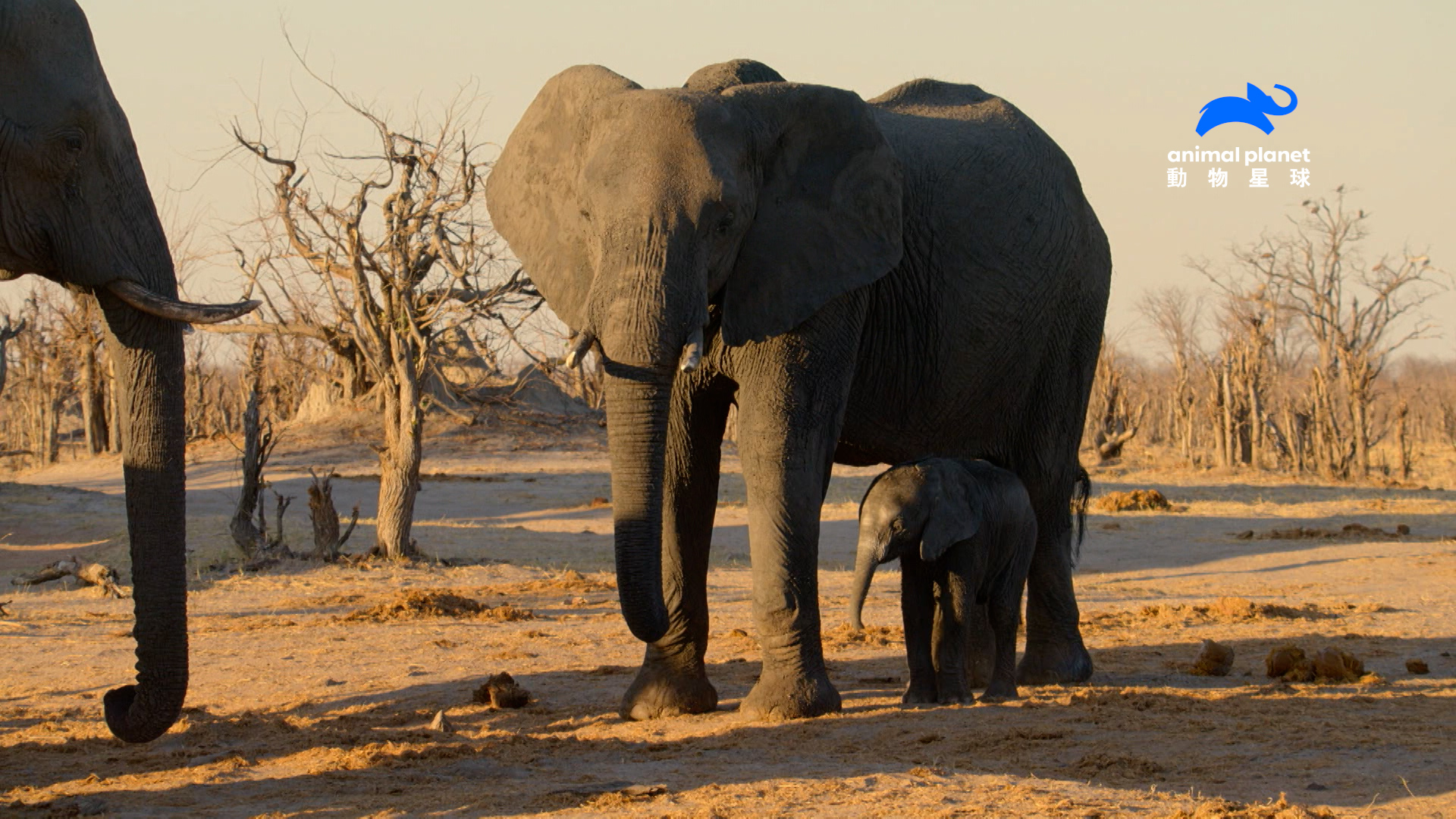 為了每天產生-13-公升的奶水給小象喝，如何在乾旱中找尋水源成為母象的考驗。（圖片來源：Warner Bros. Discovery 提供）