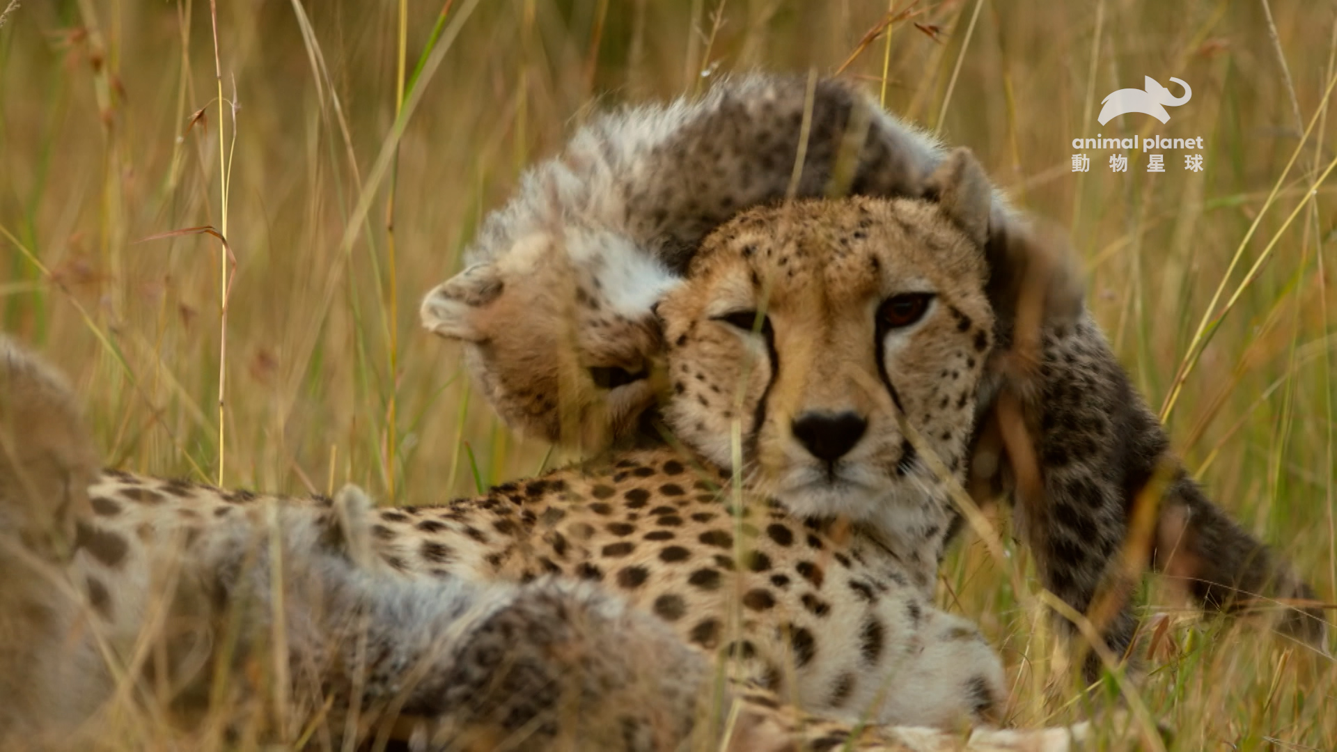 草原上的獵豹媽媽除了是凶狠的掠食者，同時也需要扶育一窩的幼豹們。（圖片來源：Warner Bros. Discovery 提供）