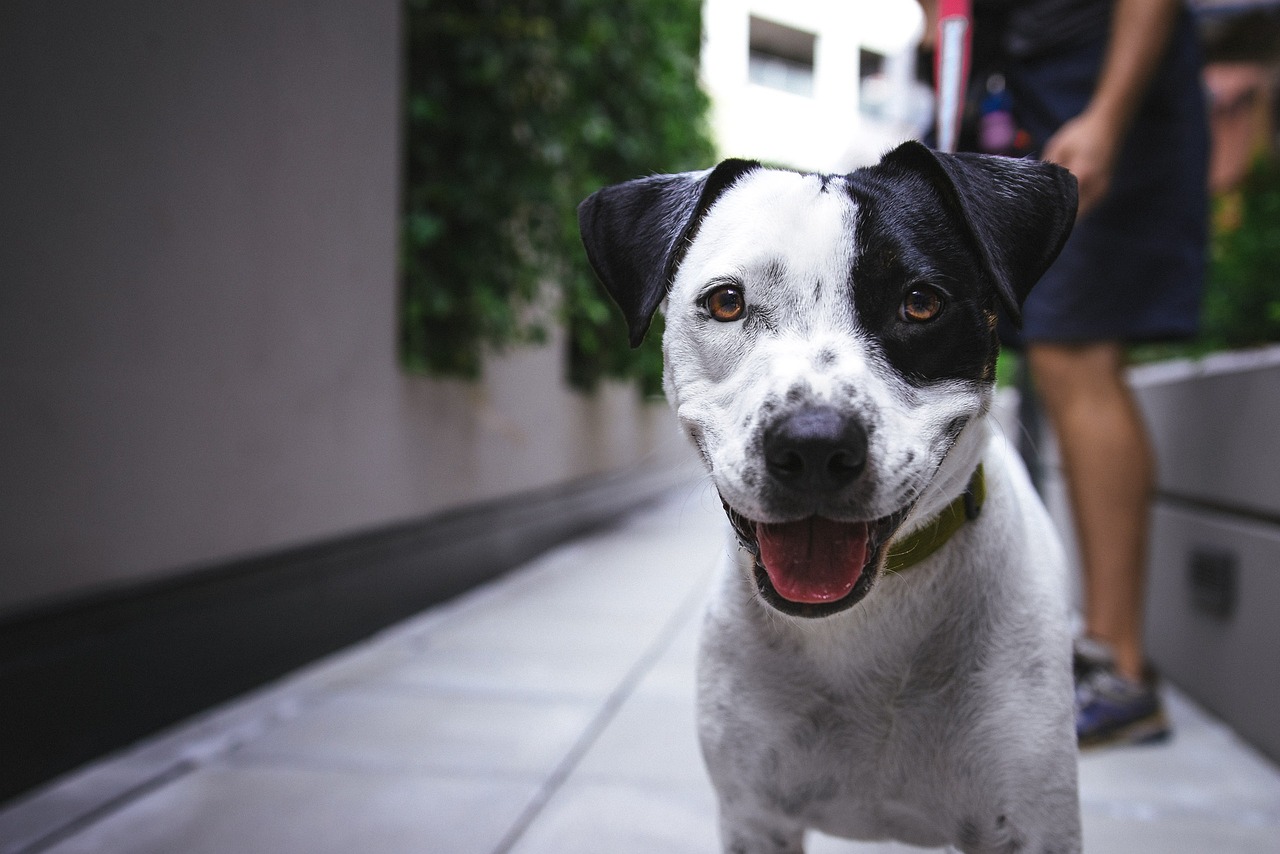 ▲有網友表示，他在台東看到狗狗胸前戴著一根橫鐵管，模樣非常奇怪。（示意圖／來源：pixabay）