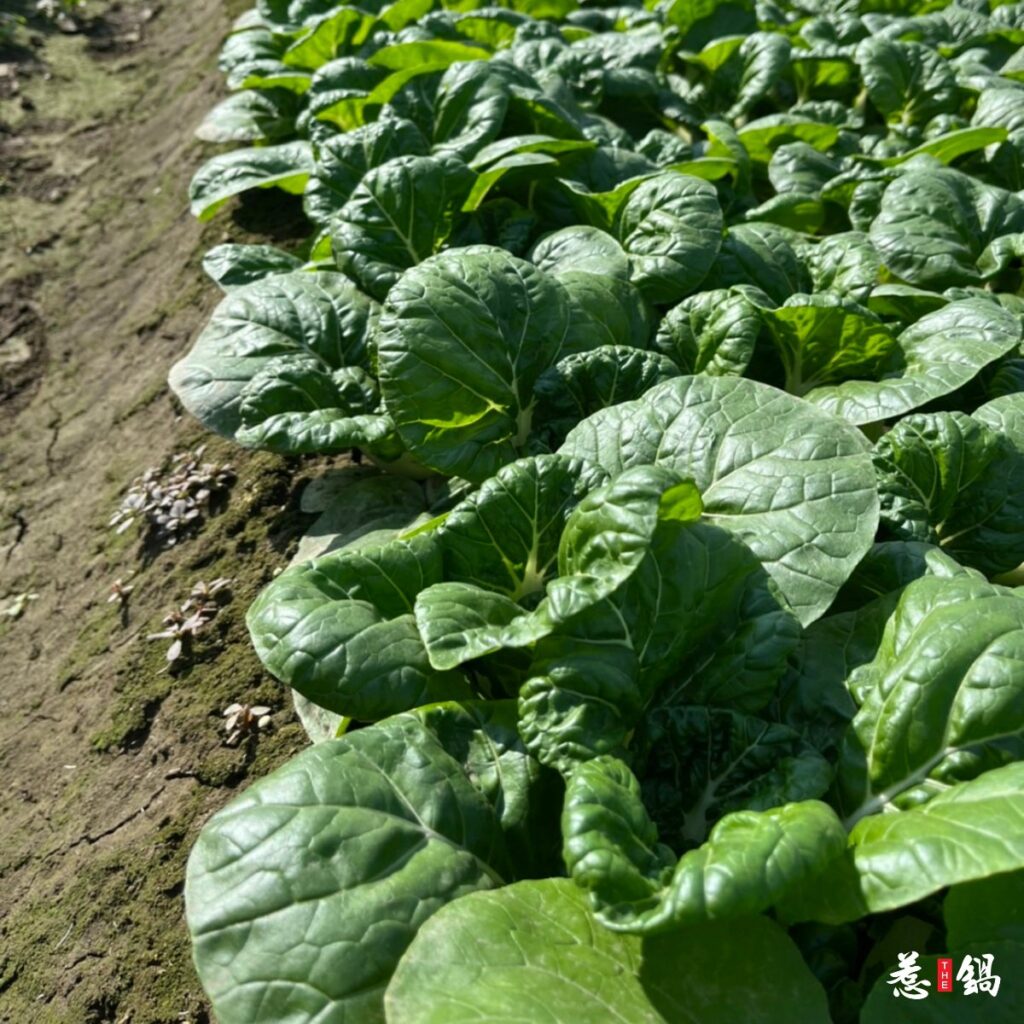 惹鍋與小農契作，食材超級新鮮。（圖／惹鍋）