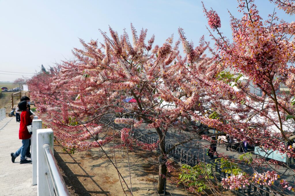 (圖/臺南市政府)