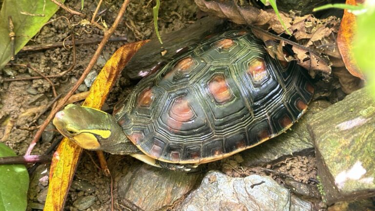 圖/元杉森林在花蓮壽豐鄉打造全台第一個「生物多樣性信用額度」（BioCredits）的示範場域。 瀕臨絕種的野生動物食蛇龜，在元杉森林的花蓮壽豐鄉林地現蹤，展現豐富的生態多樣性。(森崴能源 提供)