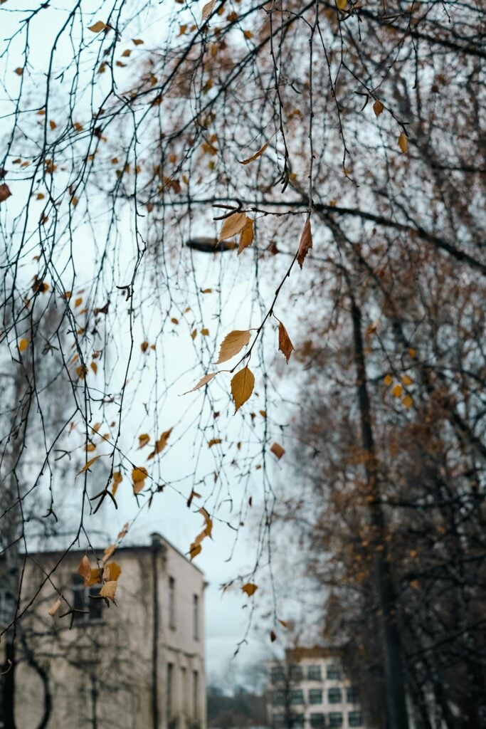 （圖片來源：Pexels）