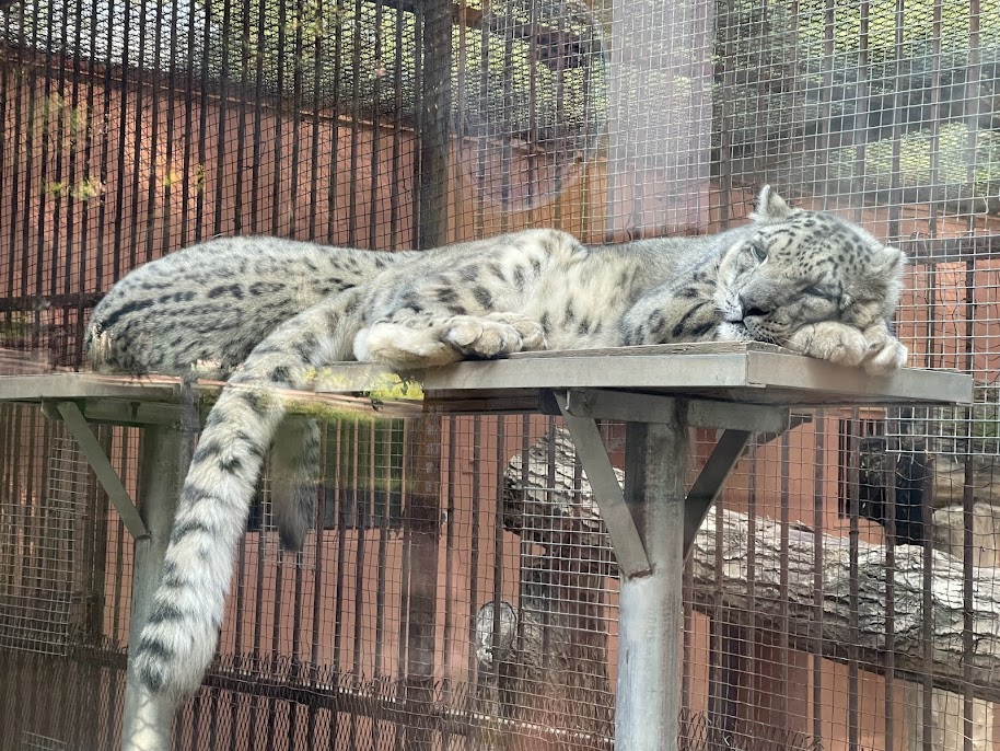 西寧動物園鎮園之寶——雪豹。