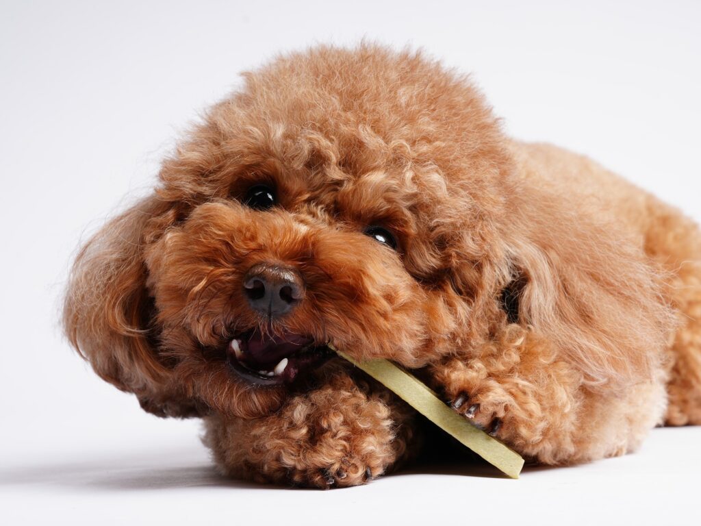 （圖／倍力寵物健康食品）