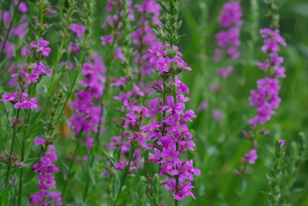 盛開的千屈菜（ミソハギ）。成片的紫色花朵於綠意中映襯出嬌美姿態。（圖／國立科學博物館附屬自然教育園）