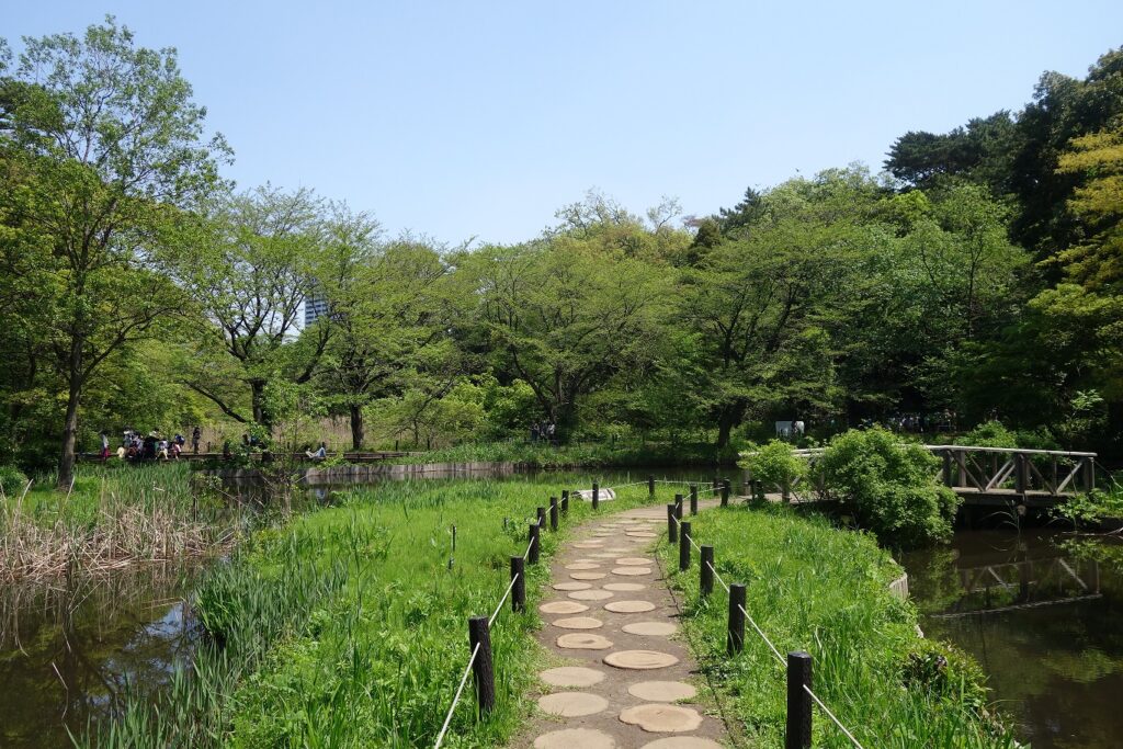 沿著水域設置的水生植物園步道。新綠環繞的小徑，可近距離觀察各類自然生態。（圖／國立科學博物館附屬自然教育園）