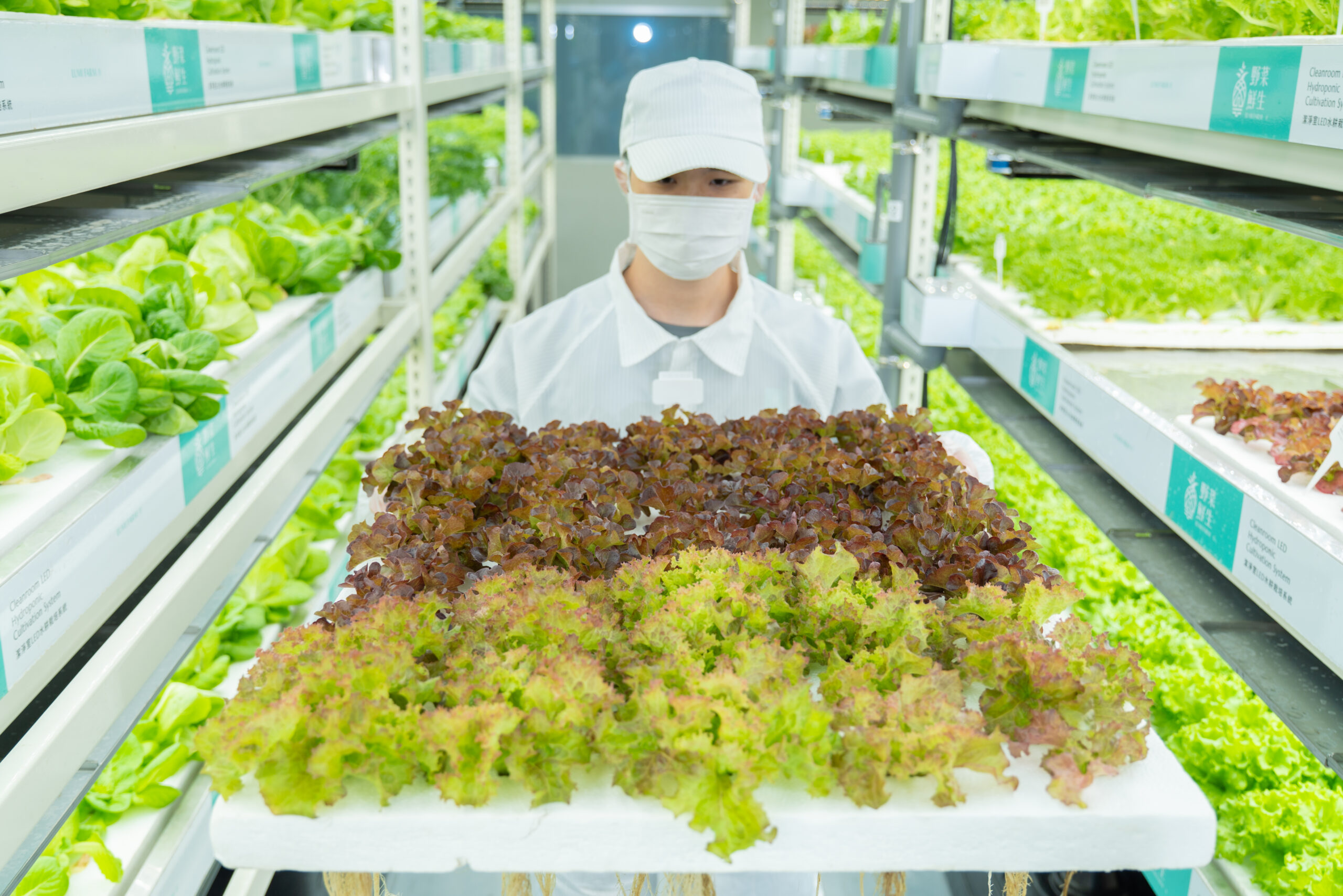 圖片來源：野菜鮮生