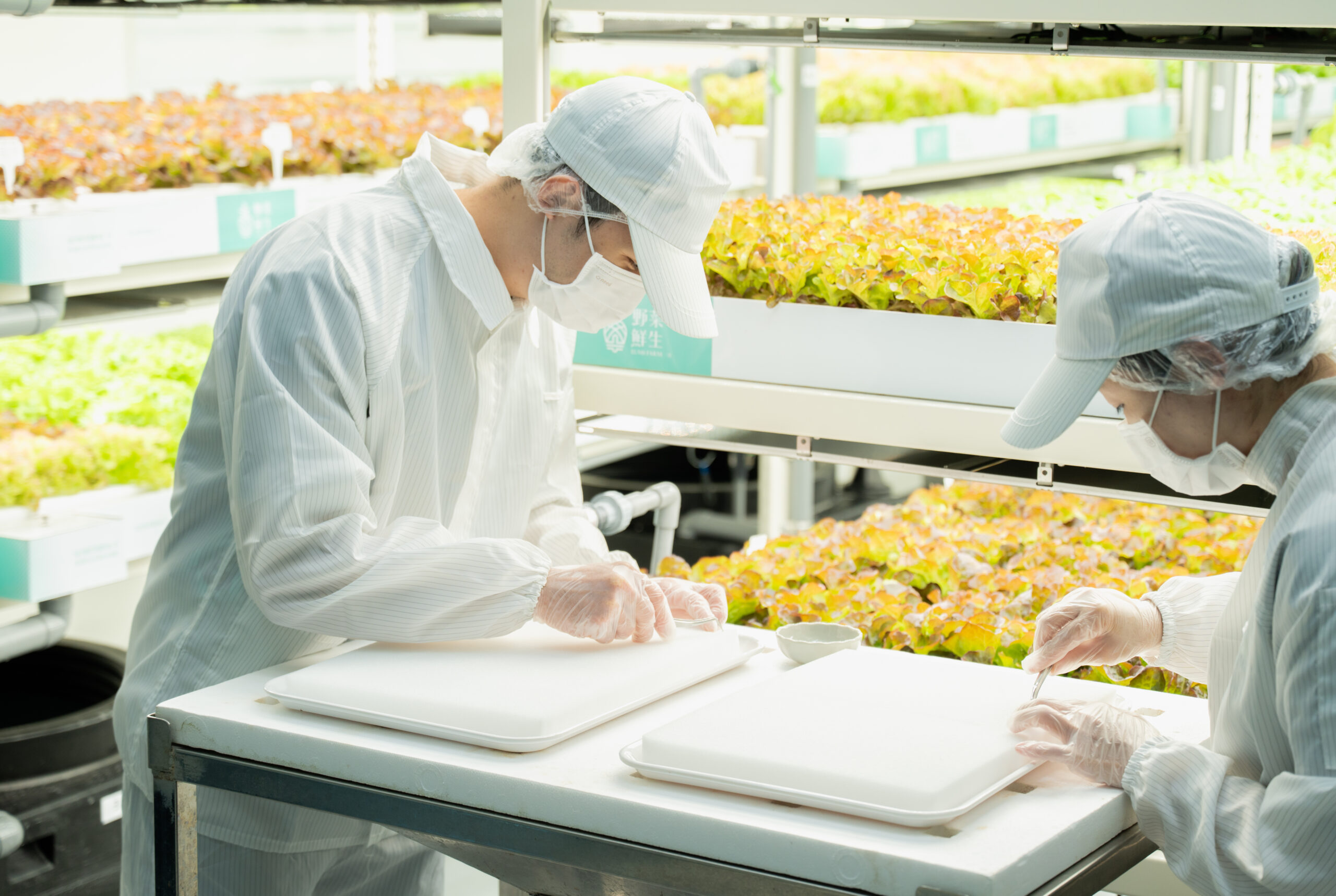 圖片來源：野菜鮮生